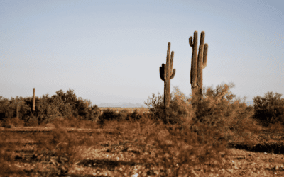 A Look at Commercial Rebates in the Southwest